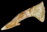 Fossil Sawfish (Onchopristis) Rostral Barb- Morocco #106443-1